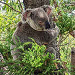 icon drop bear