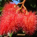 icon Lychees
