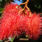 icon Lychees