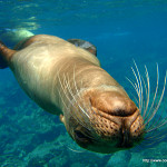 icon Sea Lion Wallpaper