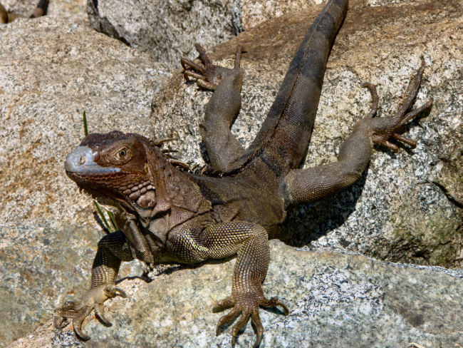 Image forBonaire and Aruba Gallery