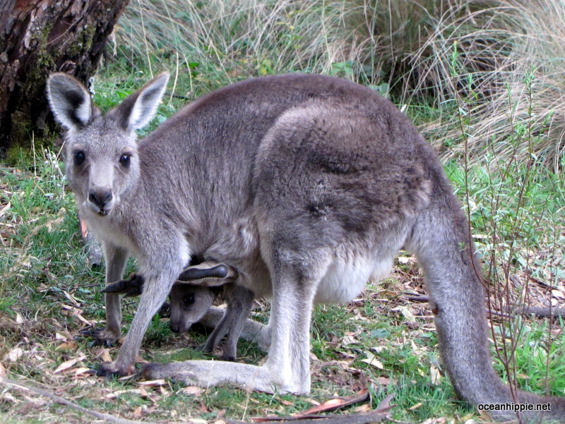 Image forJindabyne Gallery