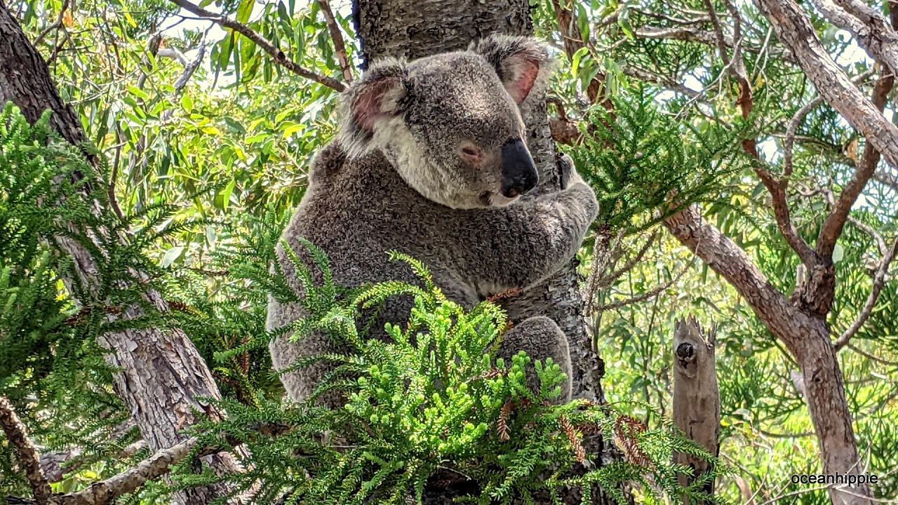 Image forMagnetic Island Gallery